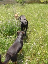 chiens-2-c068c.jpg