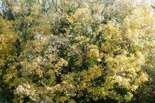 Lumière sur un arbre