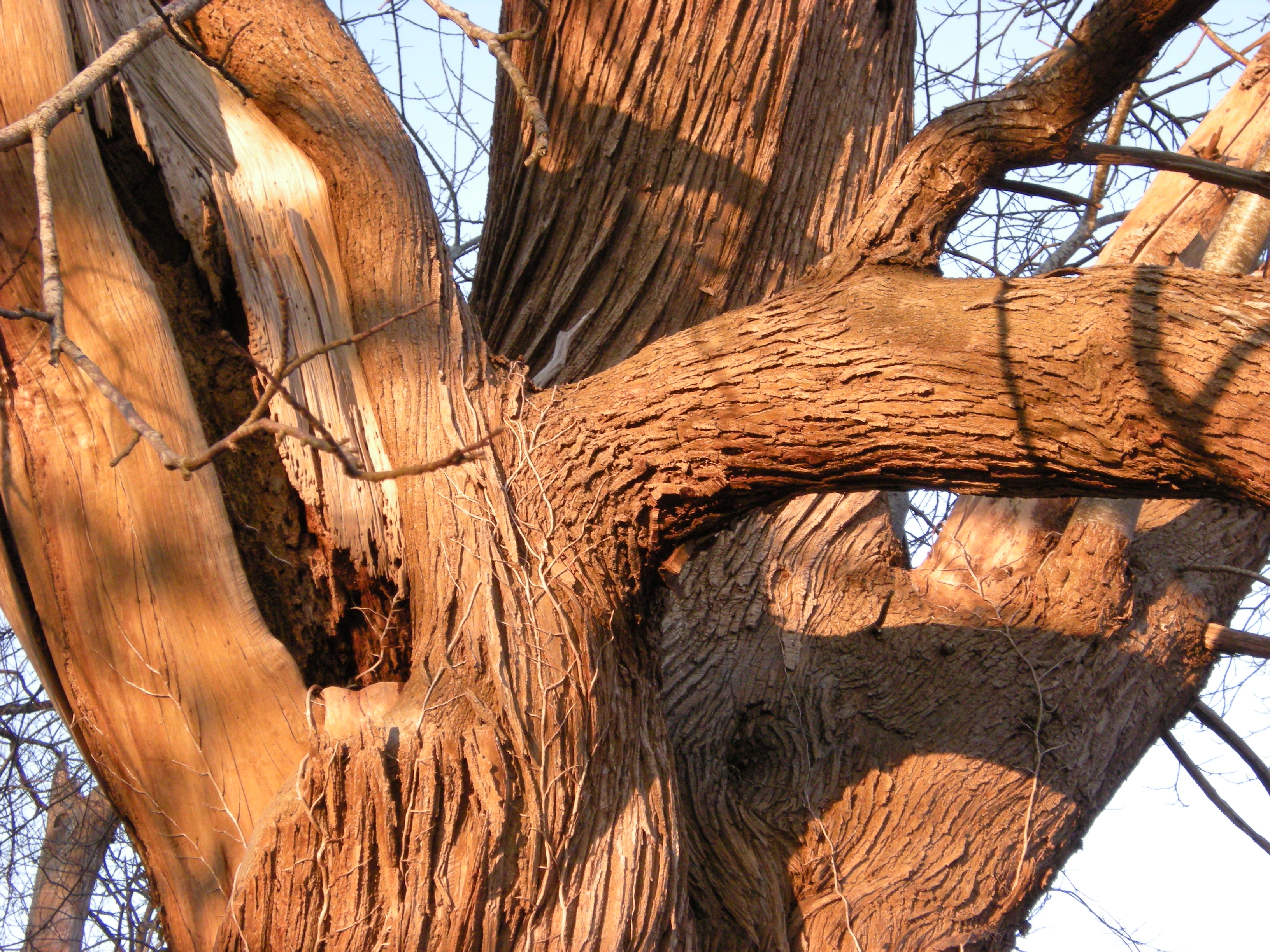 Lumière sur un arbre